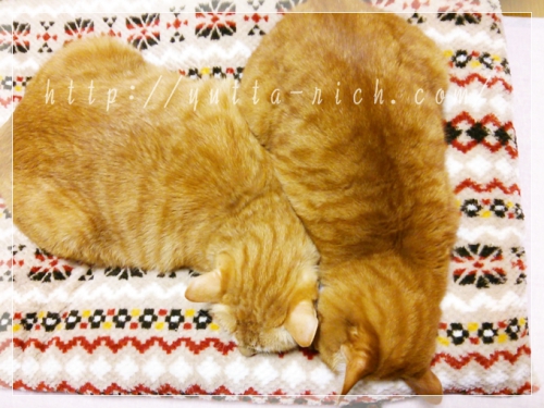 猫がよく寝る座布団