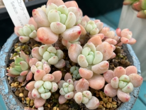 Thumbnail of new posts 193