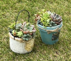 多肉の寄せ植え