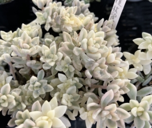 斑入り姫秋麗　姫秋麗錦