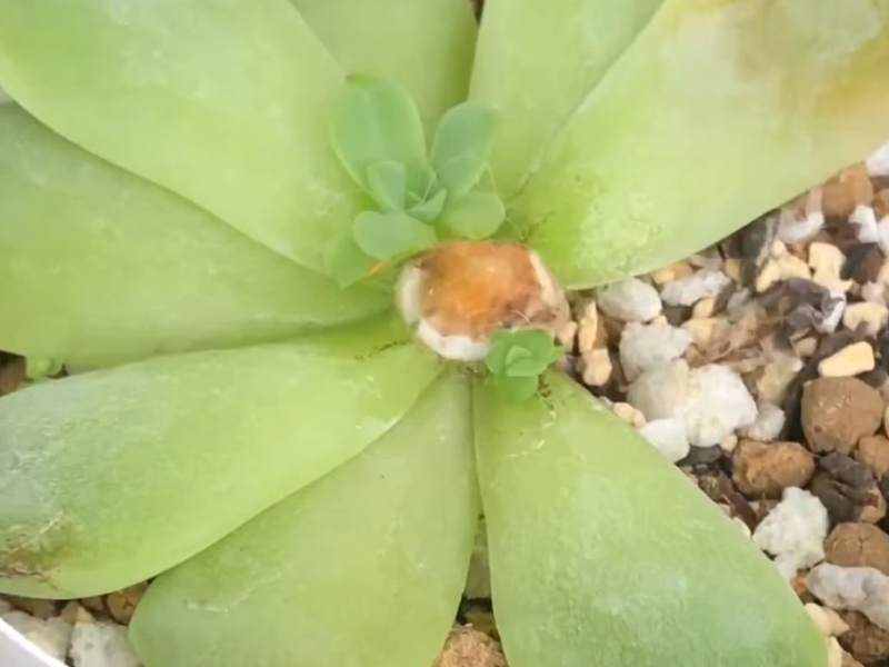 Thumbnail of post image 014