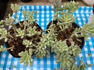 Thumbnail of new posts 056
